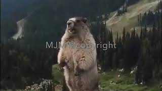 Marmotta che urla Giorgia