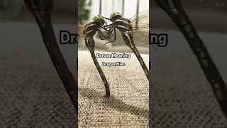 Famous What Does It Mean To Dream About Dragonflies? #dreamwalker #dragonfly #dreaminterpretation #dreams Wealth