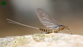 Mayıs Sineği Mayfly Dünyanın En Kısa Ömürlü Hayvanı