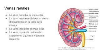 Cava urinario vena inferior del sistema