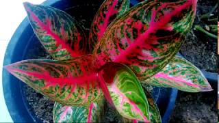 FantastiC AGLAONEMA plants 26