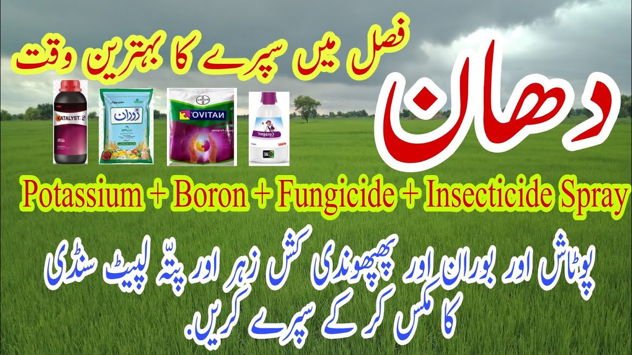 Best Time For Spray Of Potassium Boron Fungicide And Insecticide In Rice دھان میں سپرے کا وقت Youtube