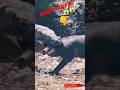 Komodo attack pig.?😱😱 #subscribe #like #pleasesupport