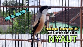 burung cendet gacor BONGKAR ISIAN JITU buat PANCINGAN CENDET AGAR BUNYI jadikan BURUNG PENTET GACOR