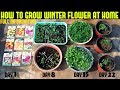 How To Grow Winter Flower Seeds Fast (With Full Updates)