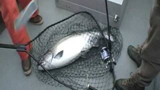 Alaska Winter/Summer King/Silver Salmon Fishing Homer AK