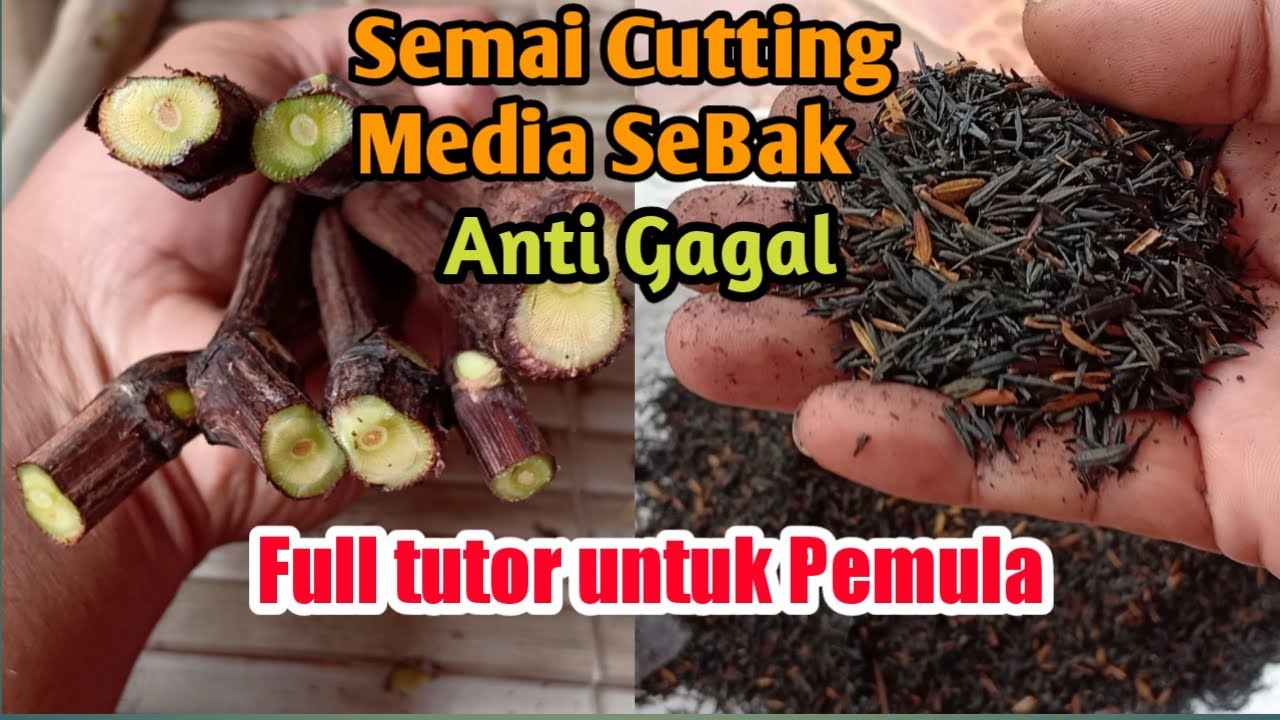 Cara Semai Cutting Anggur Menggunakan Media Sekam Bakar Anti Gagal