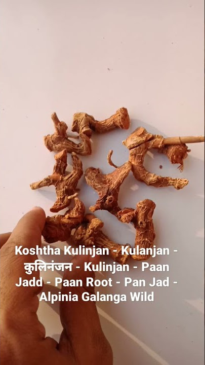 Koshtha Kulinjan - Kulanjan  Kulinjan - Paan Jadd - Paan Root - Pan Jad - Alpinia Galanga Wild