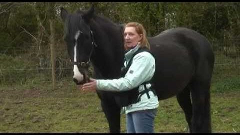 The basics of clicker training with Amanda Martin TRAILER