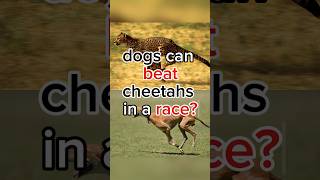 You don't know. Greyhounds can beat cheetahs in a race.  #dogs #facts #shorts #viral