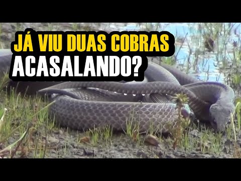 Vídeo: Como Cobras Acasalam