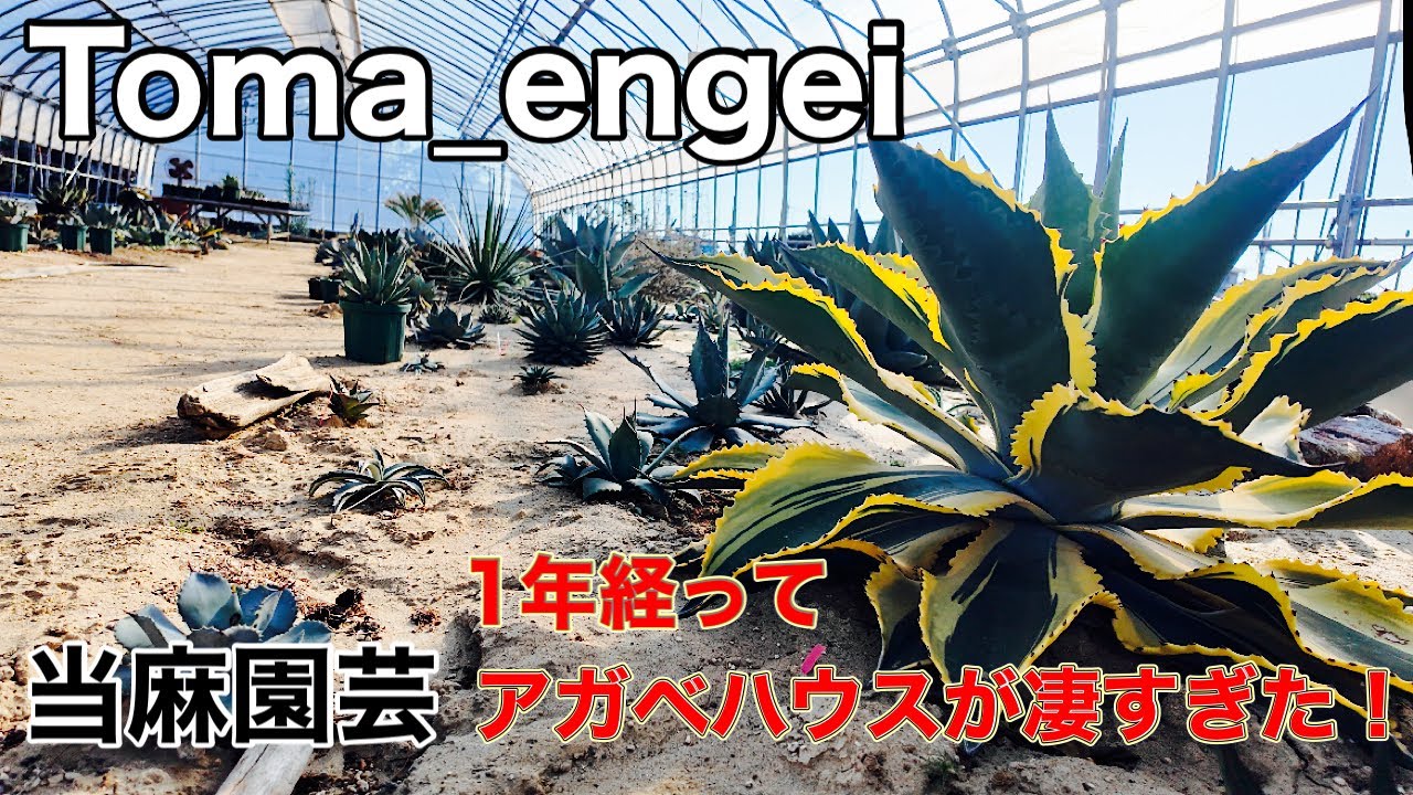 当麻園芸アガベハウス訪問】レア株続出！唯一無二の実生、斑入り