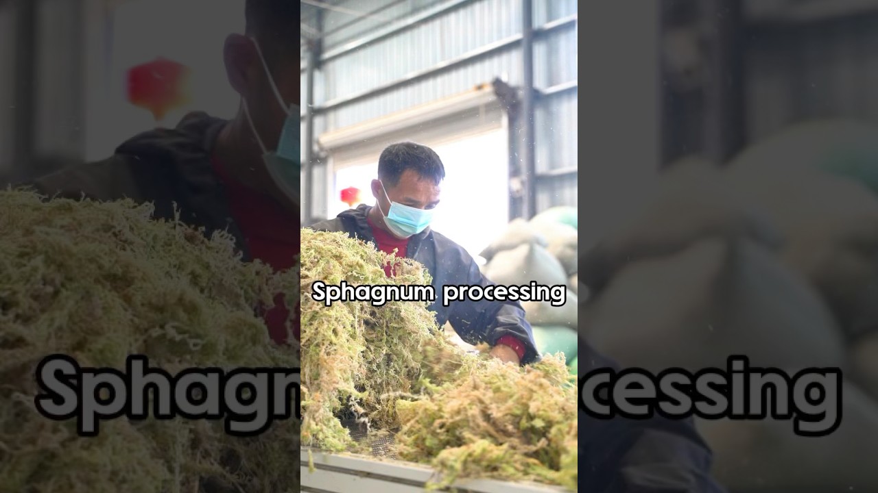 The process of sphagnum moss from harvesting and processing to packaging