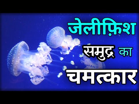 वीडियो: जेलीफ़िश के बारे में सबसे दिलचस्प तथ्य। जेलीफ़िश: रोचक तथ्य, प्रकार, संरचना और विशेषताएं