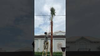 Copernisia palm tree