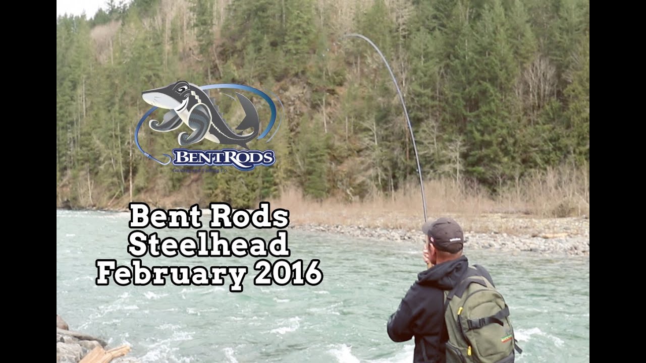 Bent Rods Steelhead Fishing February 2016 