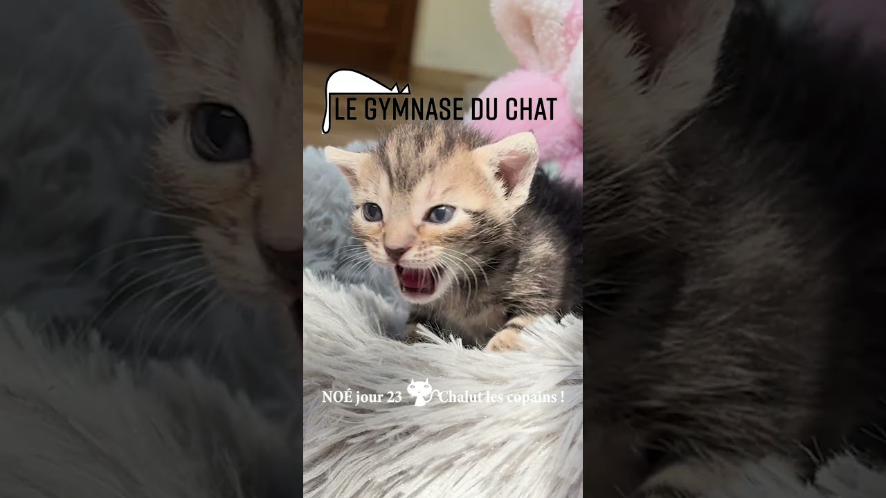 Noé le chat jour 23 : Chalut les copains
