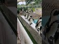 順番に飛んでよちよち歩いてくるペンギンが可愛すぎた。#shorts #ペンギン#福岡