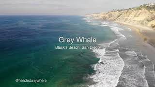 Massive Gray Whale Greets San Diego Surfers