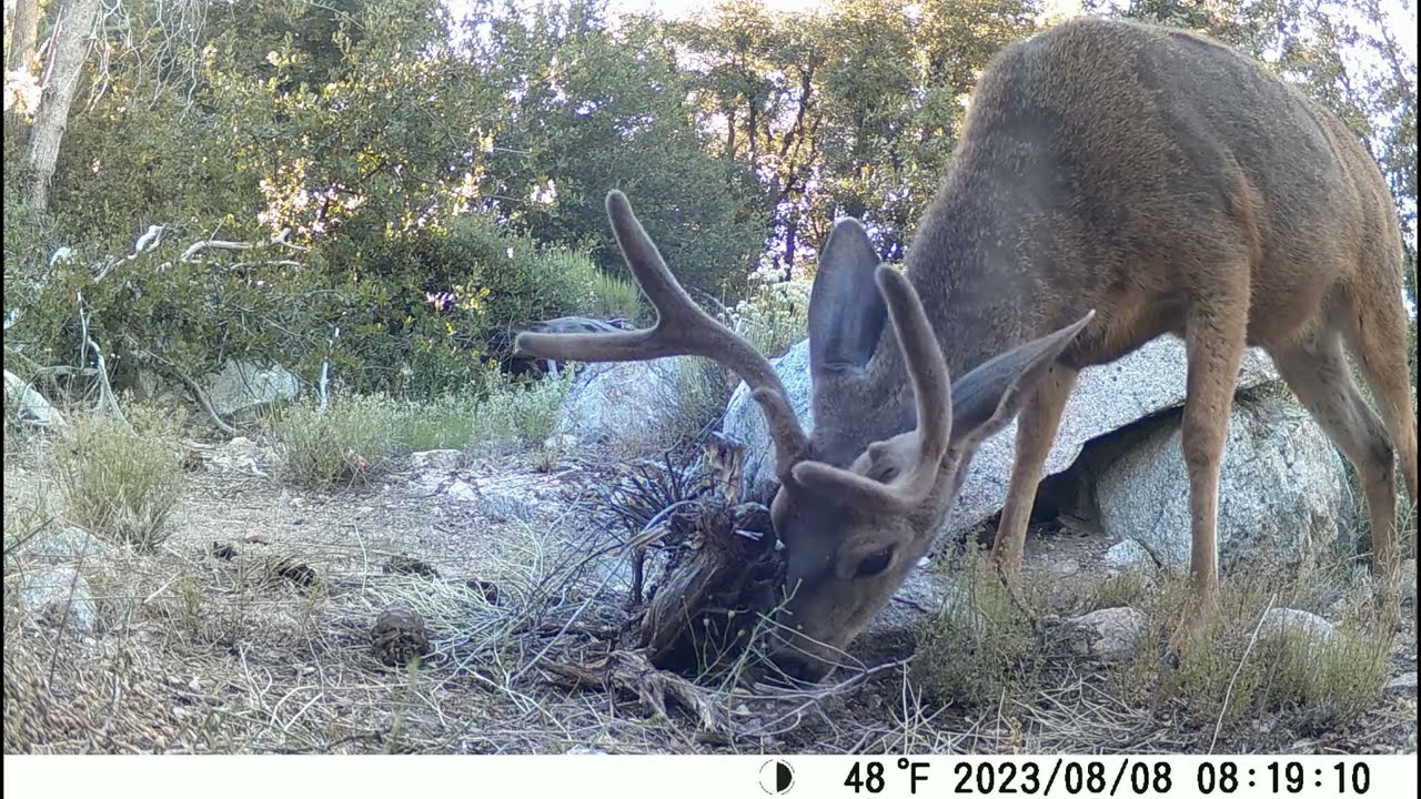 Crystal Lake Animal trail