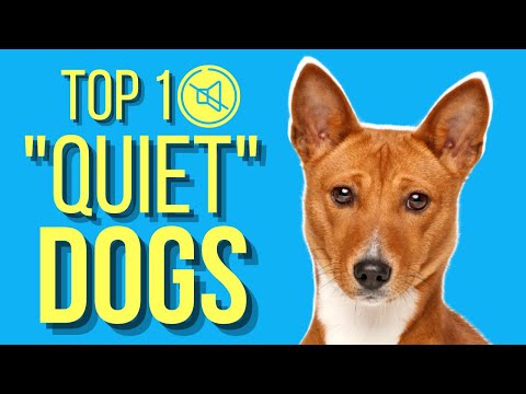 Video: Vijf hondenrassen die niet blaffen, veel