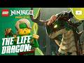 BRAND NEW Lloyd Meets The Life Dragon Season 4 Episode Clip LEGO NINJAGO Dragons Rising BRAND NEW Lloyd Meets The Life Dragon Season 4 Episode Clip LEGO NINJAGO Dragons Rising