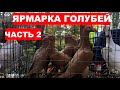 Выставка-ярмарка голубей и декоративных птиц. (7 ноября г.Кривой Рог Украина) ЧАСТЬ 2