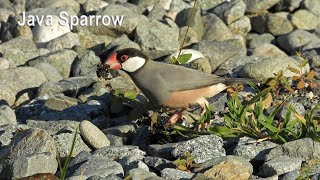 Java Sparrow (in 4K)