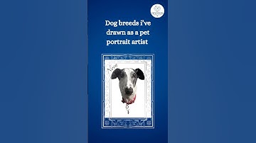 Portraits I’ve done as a pet portrait artist in 2025