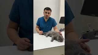 Scottish fold kedilerinde eklem sorunları çok ağrılı olabilir #kedi #veterinarian #yavrukedi