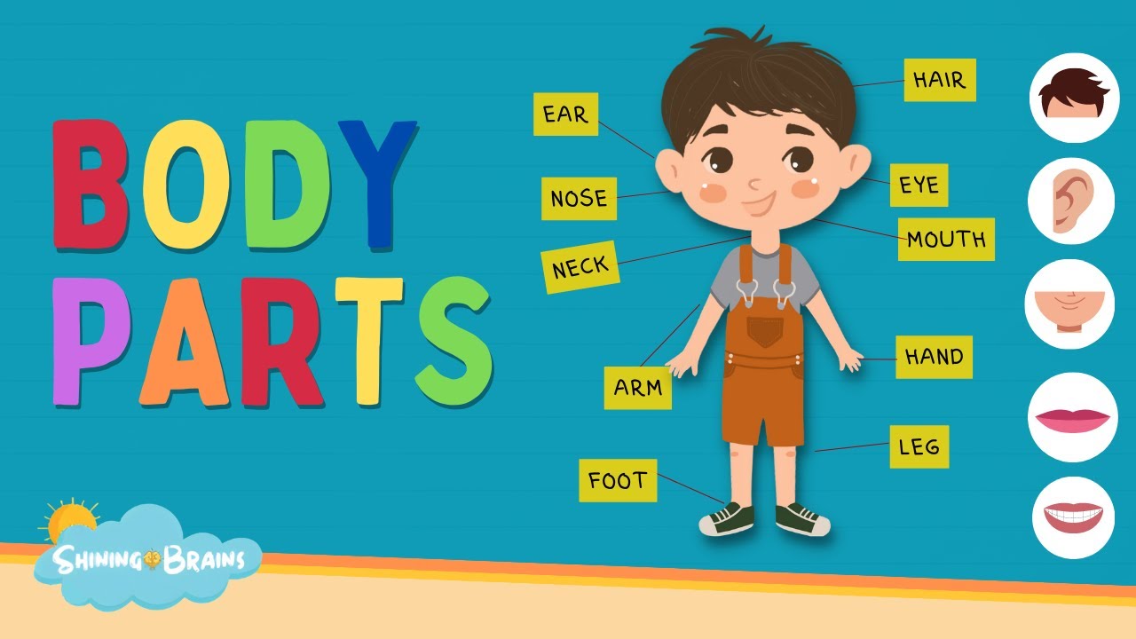 Learn Parts of Body Names  Body Parts Names for Kids  Human Body Parts  Kids English Vocabulary