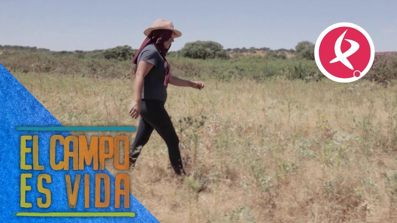 Chabeli va en busca de un carnero perdido | El campo es vida