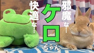 お久しぶりです！わたしケロちゃんです #642