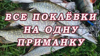 видео: На эту приманку можно ЛОВИТЬ всегда РАЗНУЮ РЫБУ!!! И клюёт ООчень ХОРОШО! картинка: На эту приманку можно ЛОВИТЬ всегда РАЗНУЮ РЫБУ!!! И клюёт ООчень ХОРОШО!