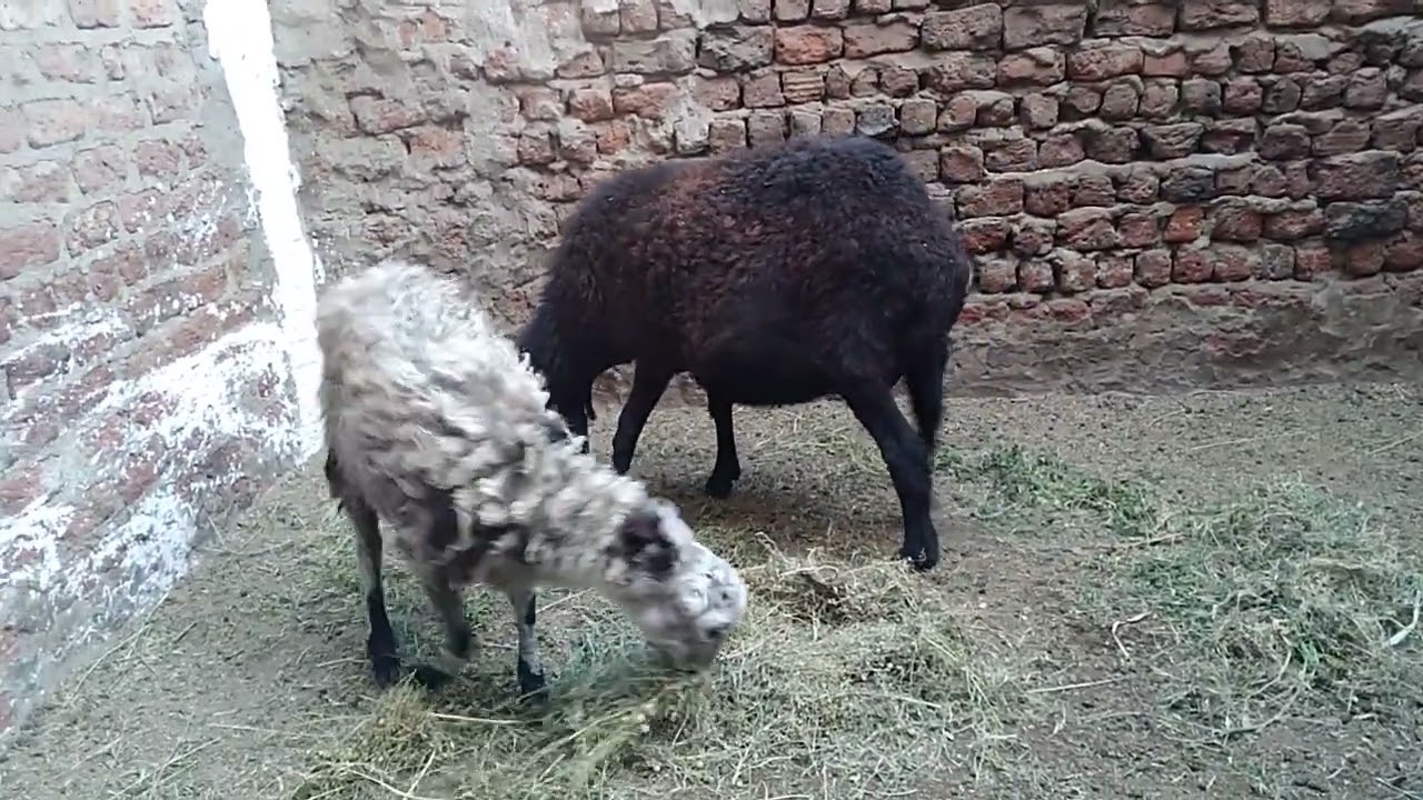 فوايد التبن للأغنام والماعز