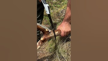 Survival skills: Primitive Method to Create Real Charcoal. #survival #campping #skills