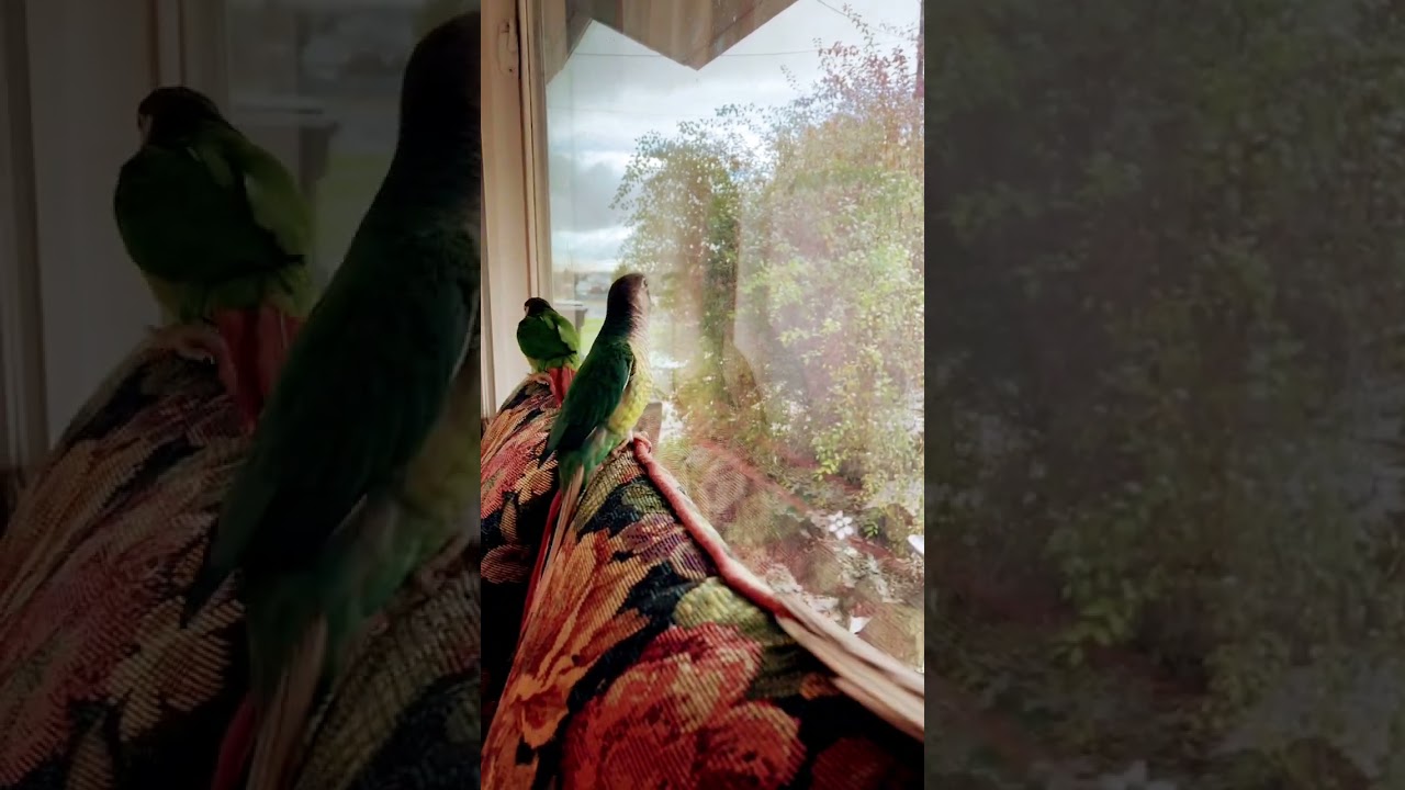 Green Cheek Conures at the Window