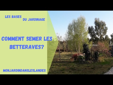 Vidéo: Comment faire pousser des betteraves à partir de bulbes ?