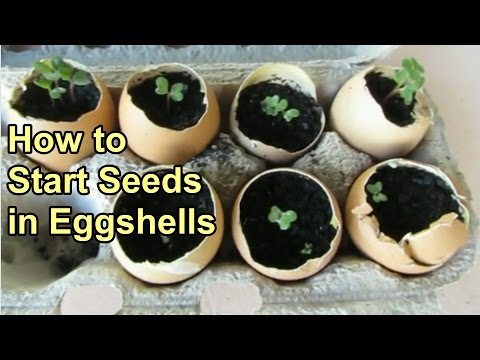Video: Sadnice ljuske jajeta za djecu - saznajte više o uzgoju biljaka u ljusci jajeta