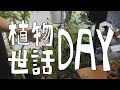 植物のお世話してみた！（ダイコン種まき、観葉植物植え替え）