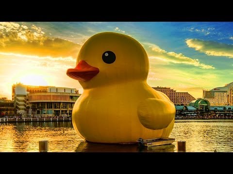 Bubberducky 2