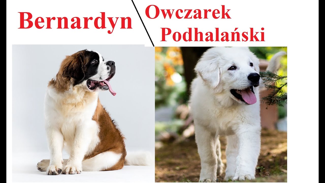 Bernardyn a Owczarek Podhalański - PORÓWNANIE