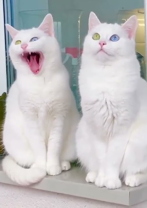 Dua kucing putih ini memiliki mata yang unik Biru dan kuning 😱#viral #fyp #video #subscribe
