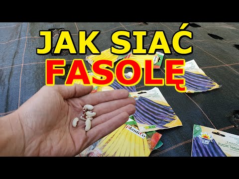 Wideo: Jakie Fasole Sadzić W Ogrodzie?