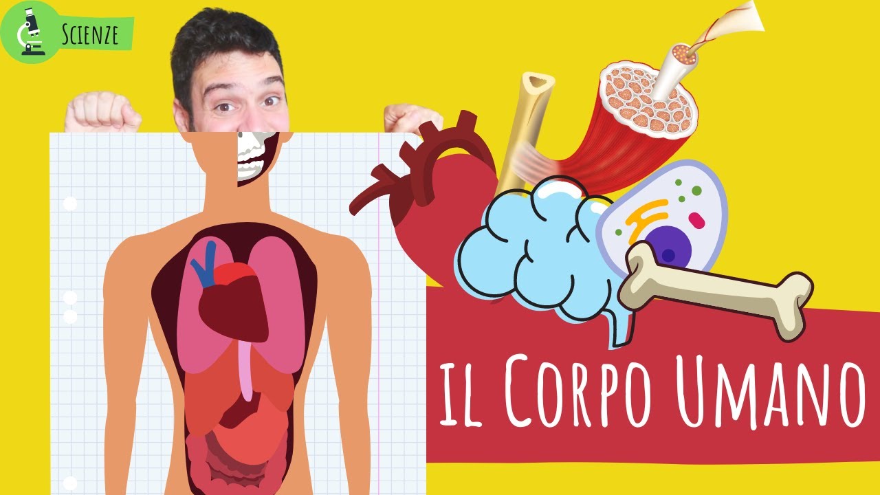 CORPO UMANO: CELLULE, TESSUTI, ORGANI E APPARATI - Le scienze