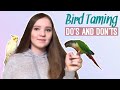 What NOT to Do When Training a Scared Bird and What to Do Instead! | How to Tame a Parrot