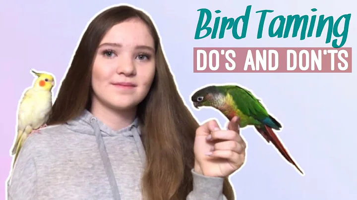 What NOT to Do When Training a Scared Bird and What to Do Instead! | How to Tame a Parrot