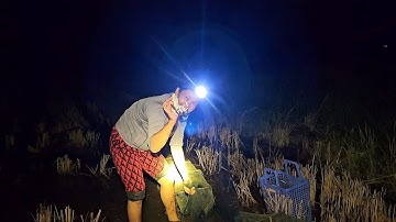 Bắt Ếch Túc Ếch Bằng 12 Của Ngục Khi Đồng Bơm Nước Vịt Trúng Mánh Bầy Ếch #vợchồngmiềntâytv