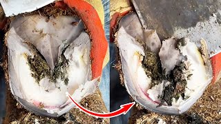 Hoof trimming video collection: Amazing changes in bad hooves!丨ASMR丨Donkey hoof cutting sound