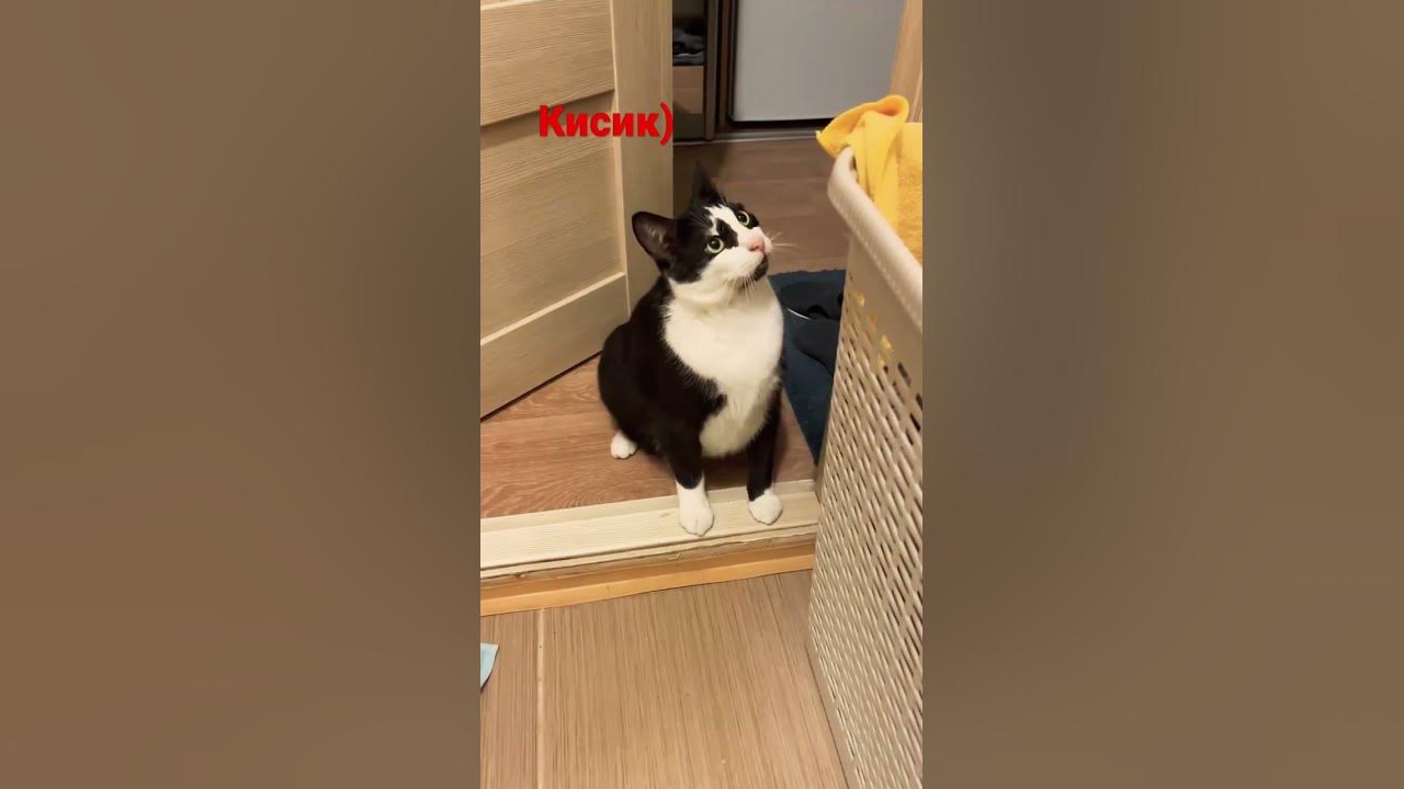 Как позвать кота? Что будет если позвать кота на кошачьем язычке ...